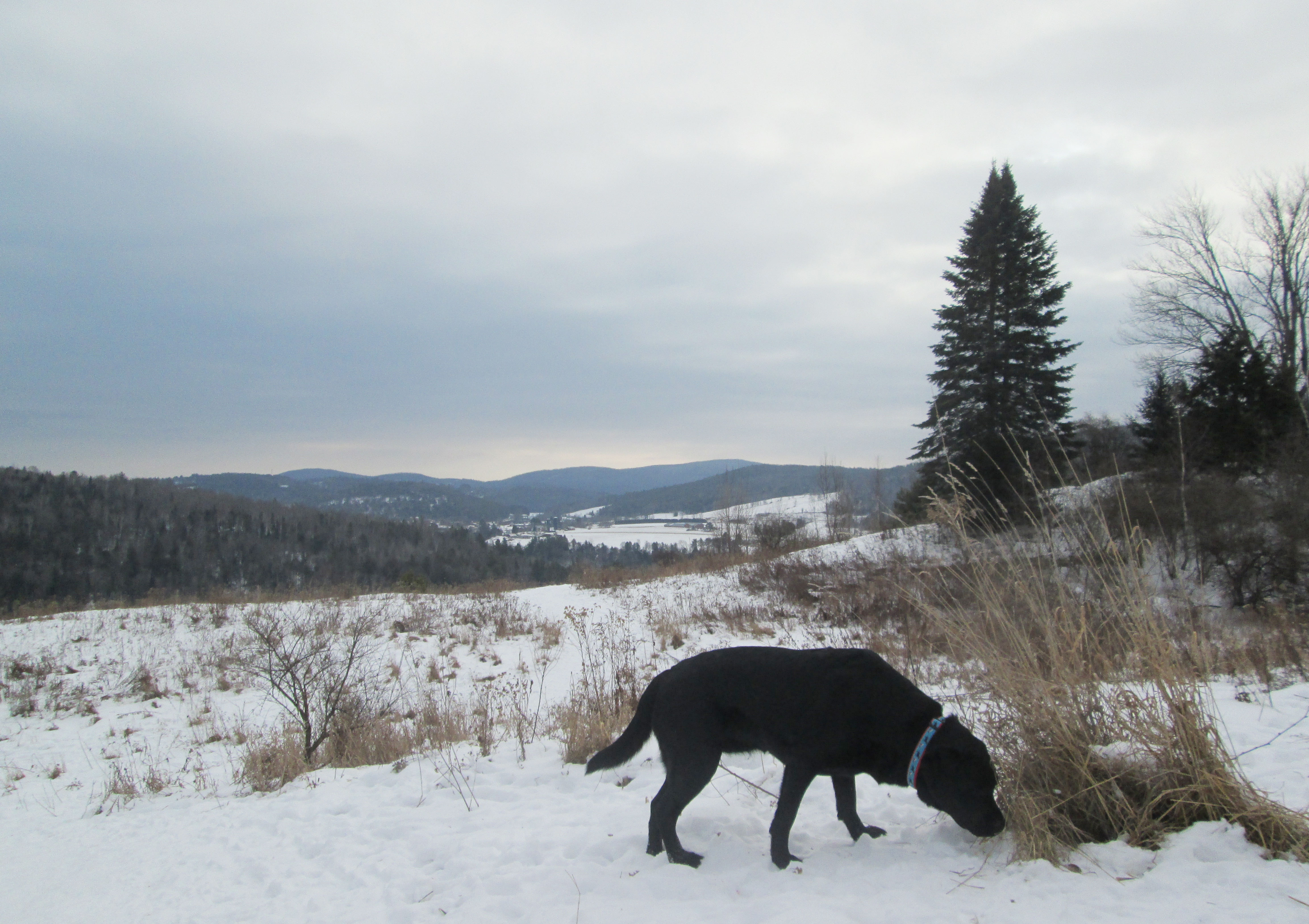 Dog mountain, home of stephen huneck gallery :: news from dog mountain