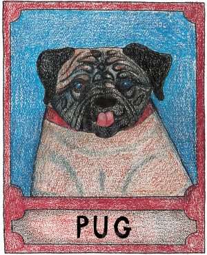 Pug - Crayon Giclee Print