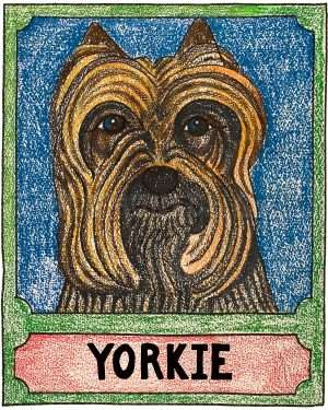 Yorkshire Terrier - Crayon Giclee