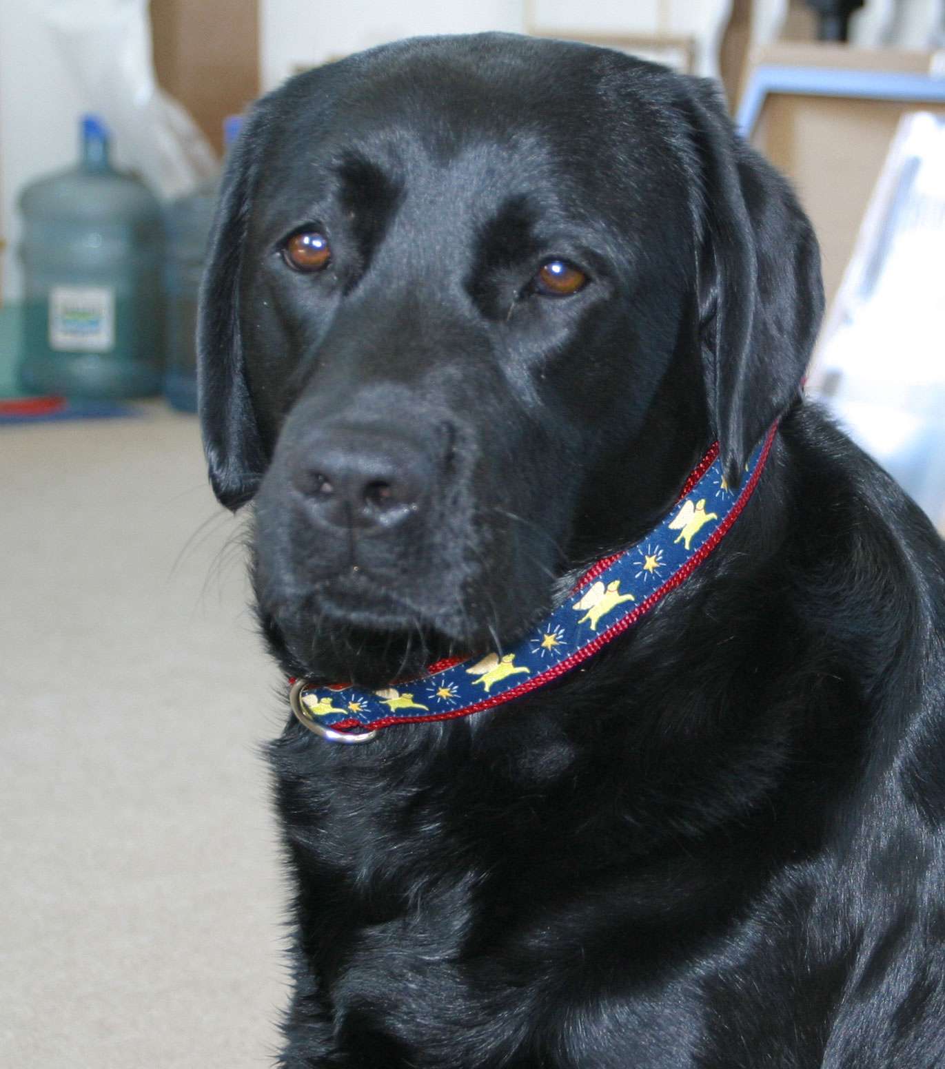 Guardian Angel Dog - Pet Collar on Sally