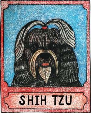 Shih Tzu - Crayon Giclee