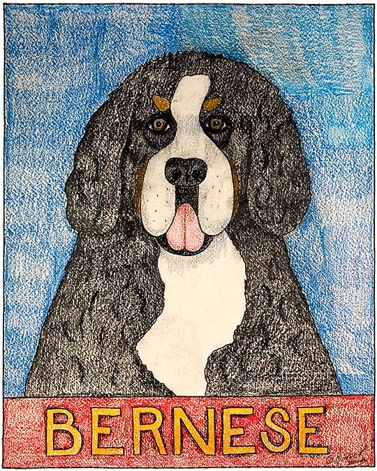 Bernese Mountain Dog - Crayon Print