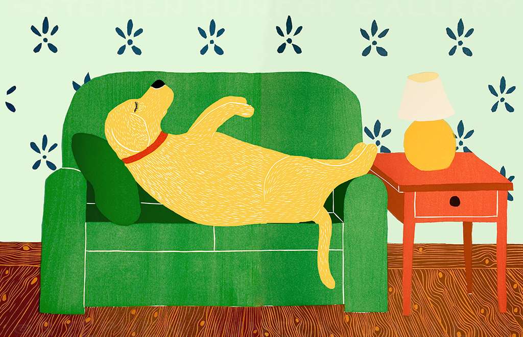 Dog Bed - Full Edition Print