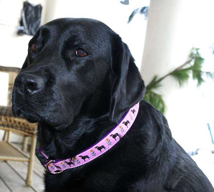 Flower Power - Pet Collar