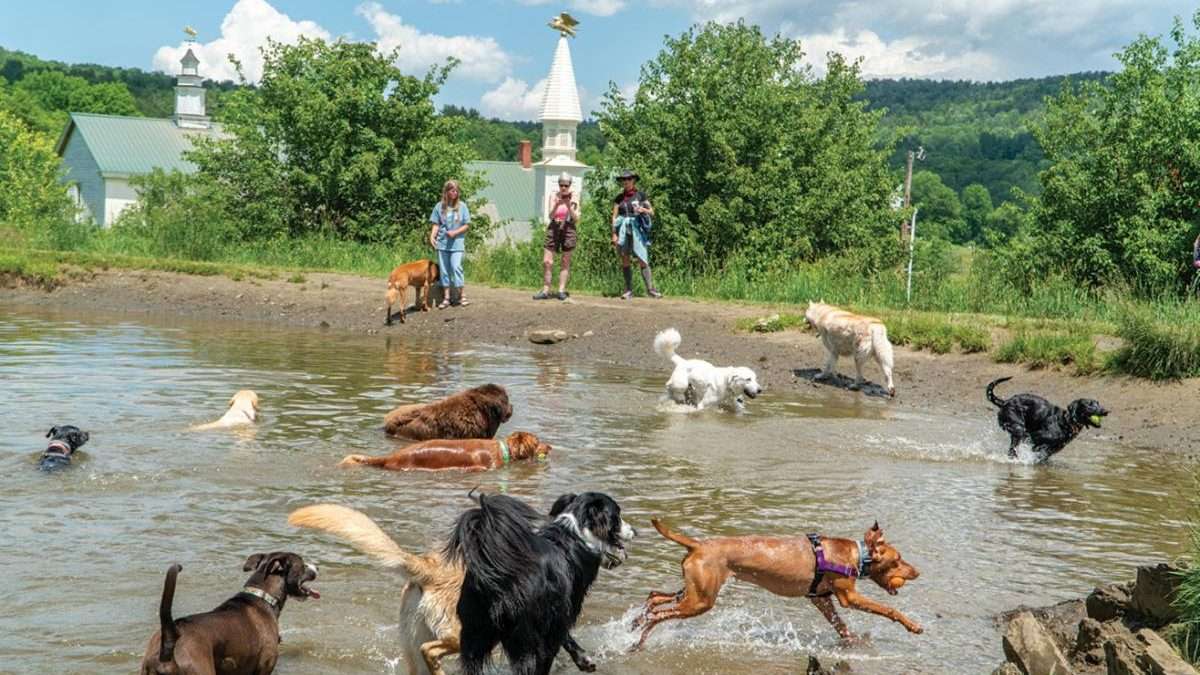 dogs playing in a dog pond