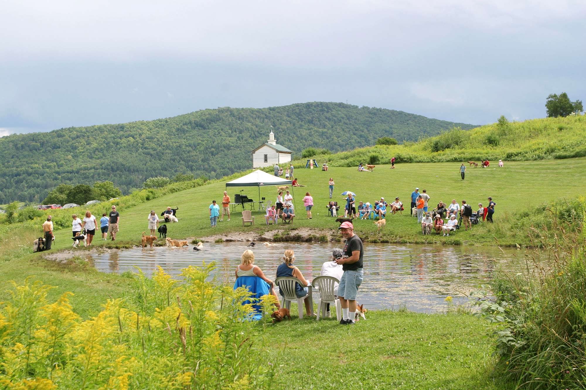 Summer Dog Party with people and dogs by the pond