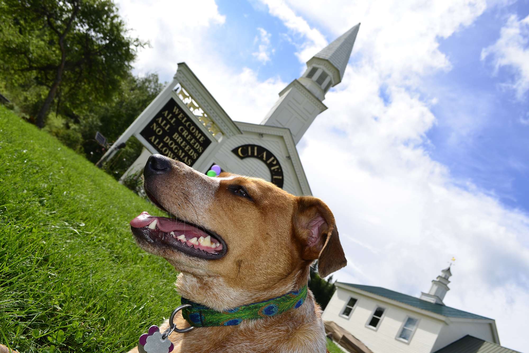 Happy dog outside the Dog Chapel