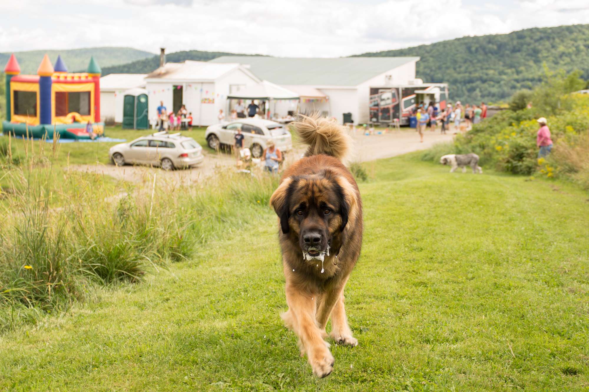 Happy dog running toward camera at a Dog Party