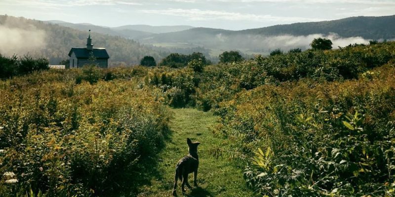 Dog Mountain trails