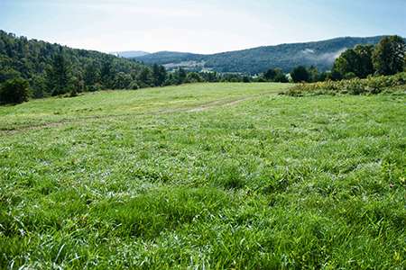 A lush green field with trees and hills in the background