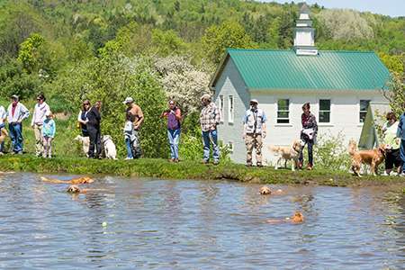 Dogs swimming in a pond with their owners waiting at the edge and the dog church in the background