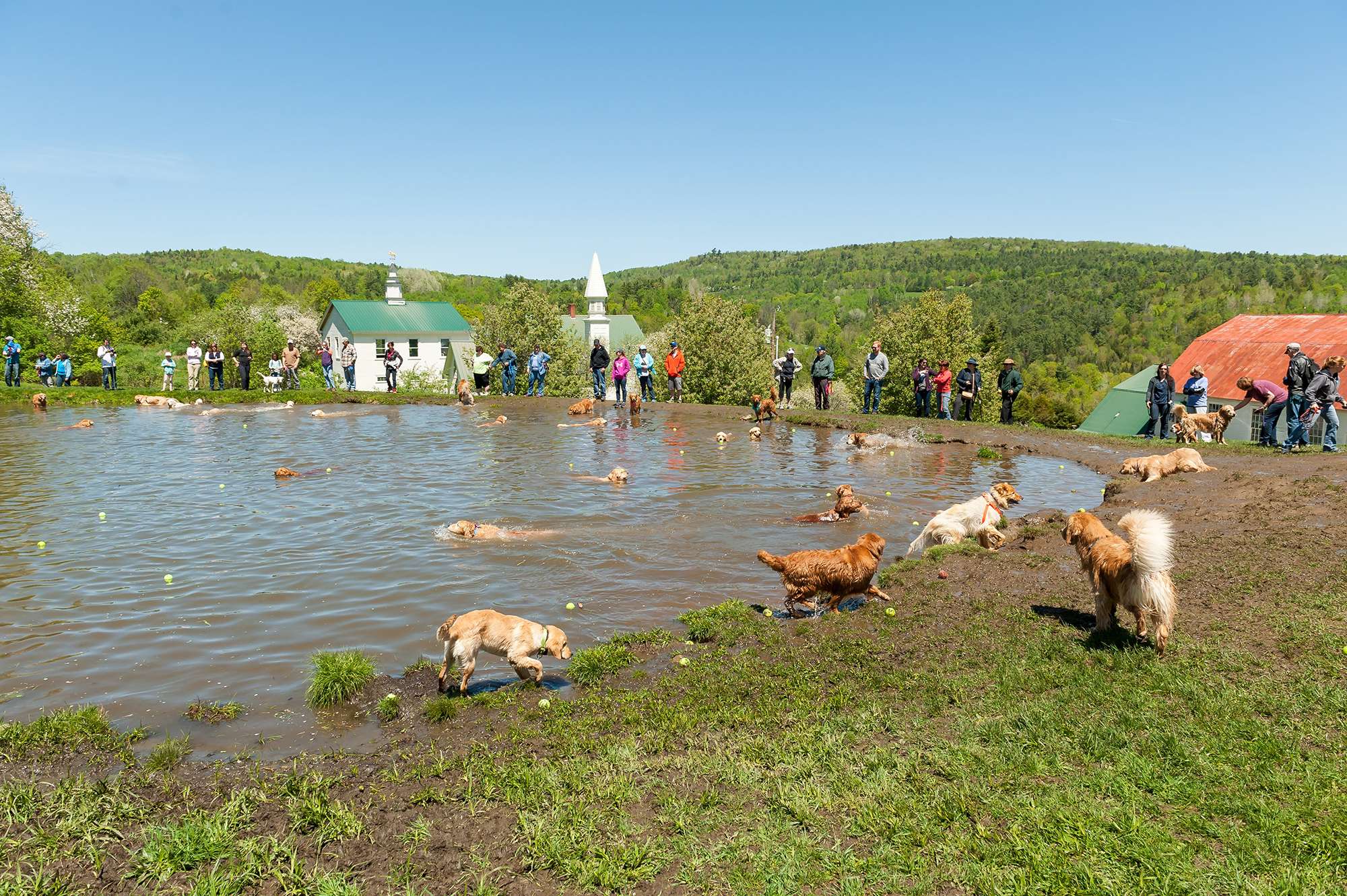 Golden Retrievers playing in the Dog Mountain pond
