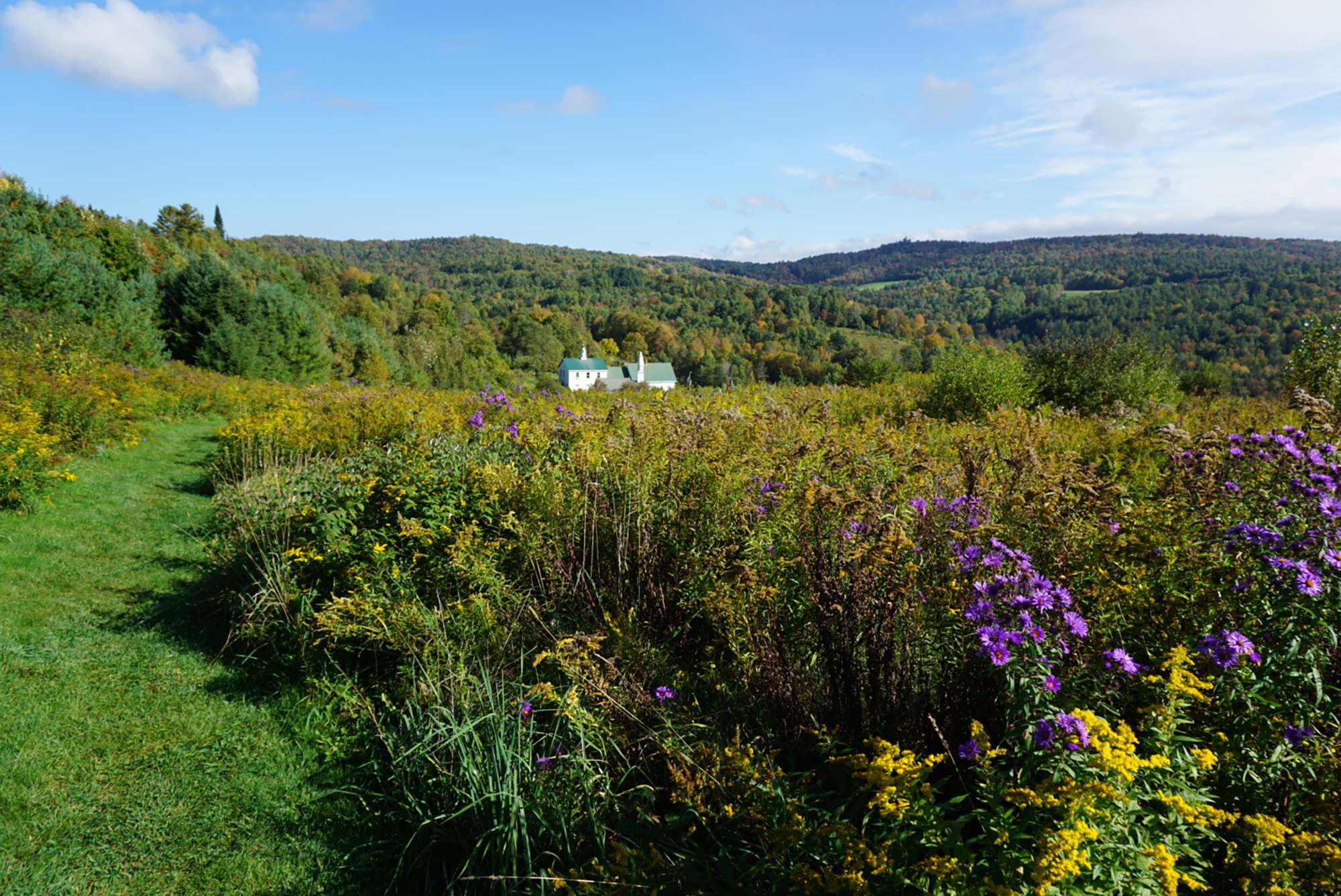 Wildflower fields on Dog Mountain