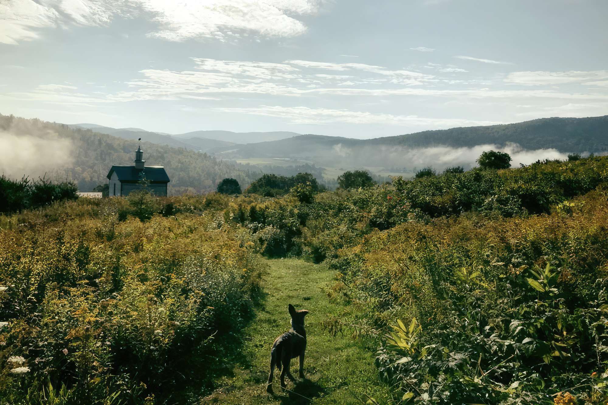 Dog on the trails on a misty morning at Dog Mountain