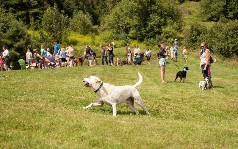 playful dog at the dog party