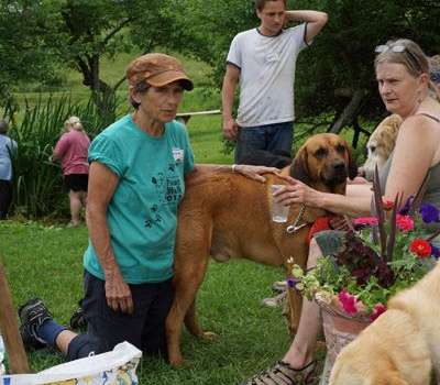 volunteers with dogs