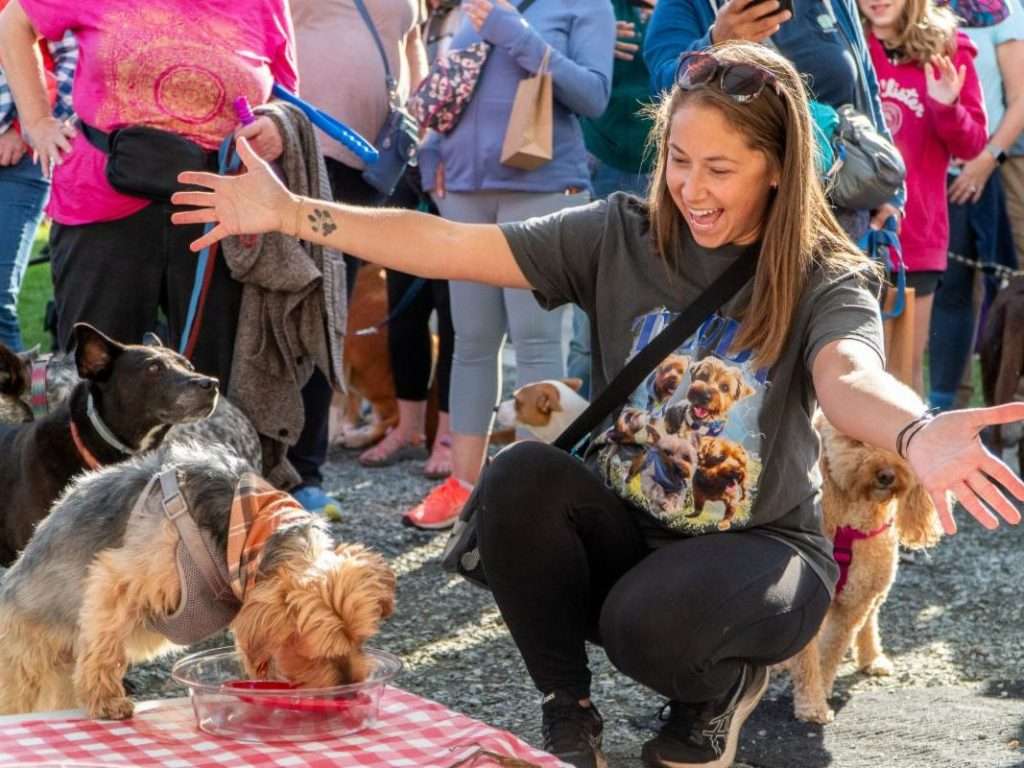 Dog Party Pie eating contest